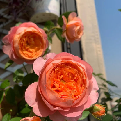 Ju Zi &quot;Tangerine&quot; (Chinese Rose)