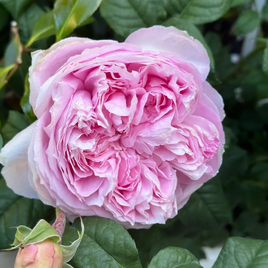 Yuhuan Ming (Chinese Rose) – Seaside Roses Nursery