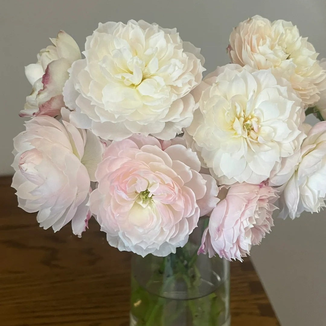 You Qing (Chinese Rose)