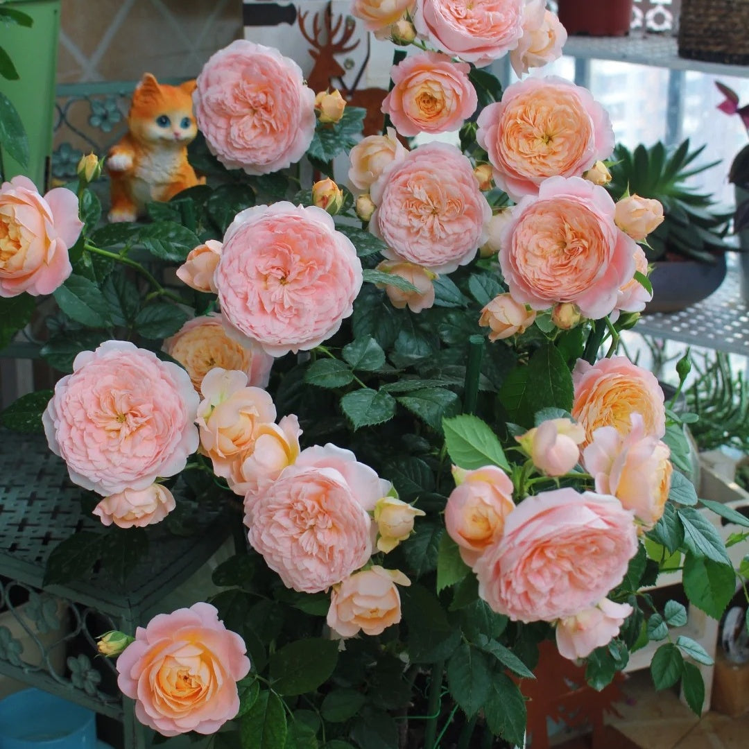 Ju Zi &quot;Tangerine&quot; (Chinese Rose)