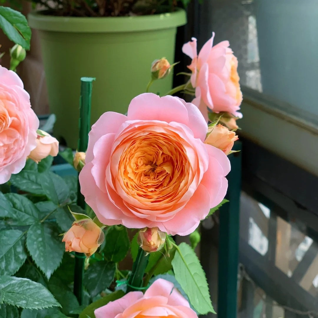 Ju Zi &quot;Tangerine&quot; (Chinese Rose)