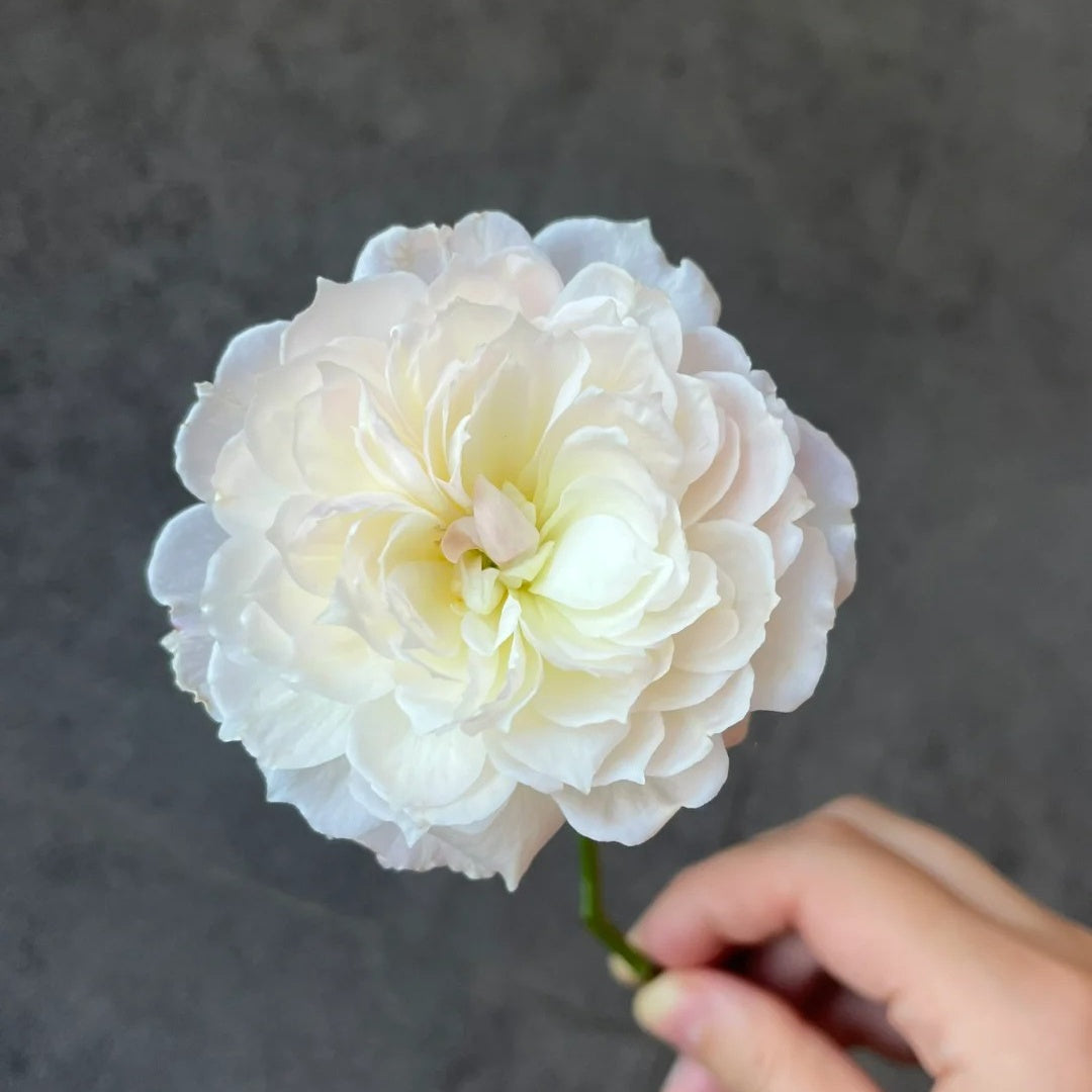 You Qing (Chinese Rose)