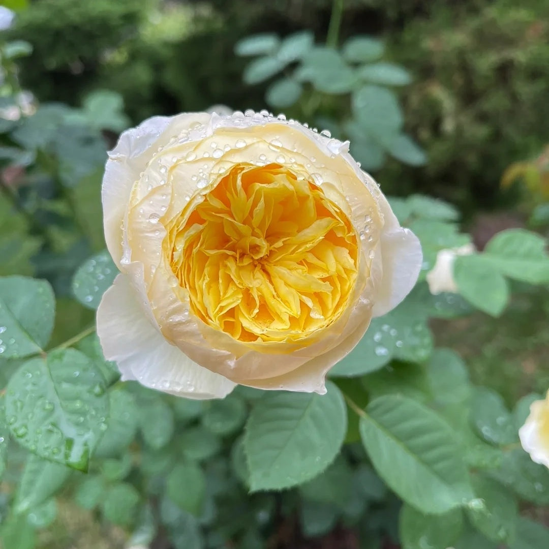 Que Jiu &quot;Yellow Juliet&quot; (Chinese Rose)