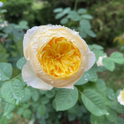 Que Jiu &quot;Yellow Juliet&quot; (Chinese Rose)