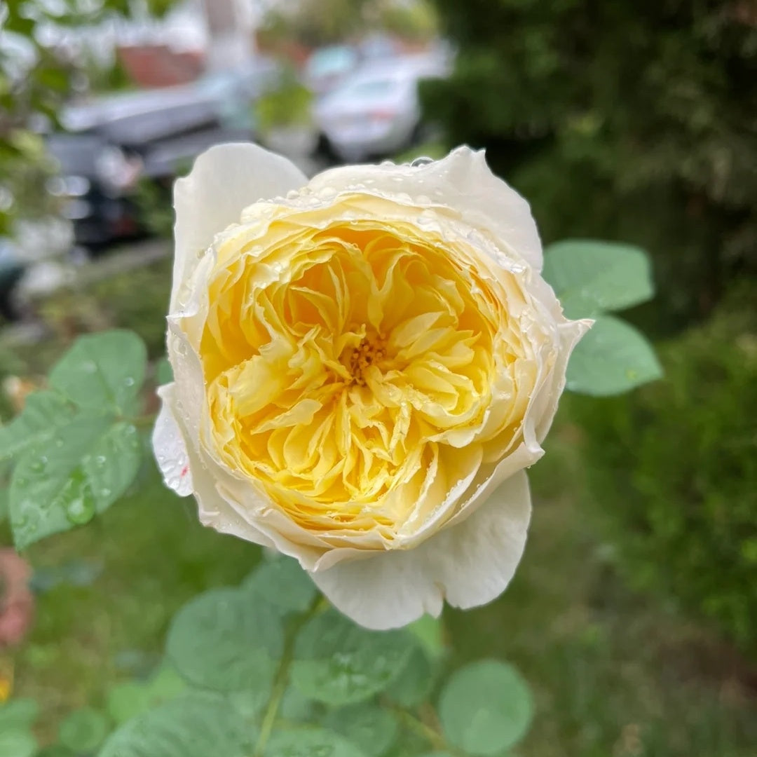 Que Jiu &quot;Yellow Juliet&quot; (Chinese Rose)
