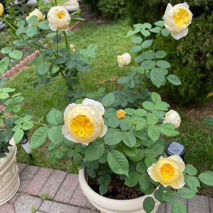 Que Jiu &quot;Yellow Juliet&quot; (Chinese Rose)
