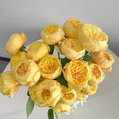Que Jiu &quot;Yellow Juliet&quot; (Chinese Rose)