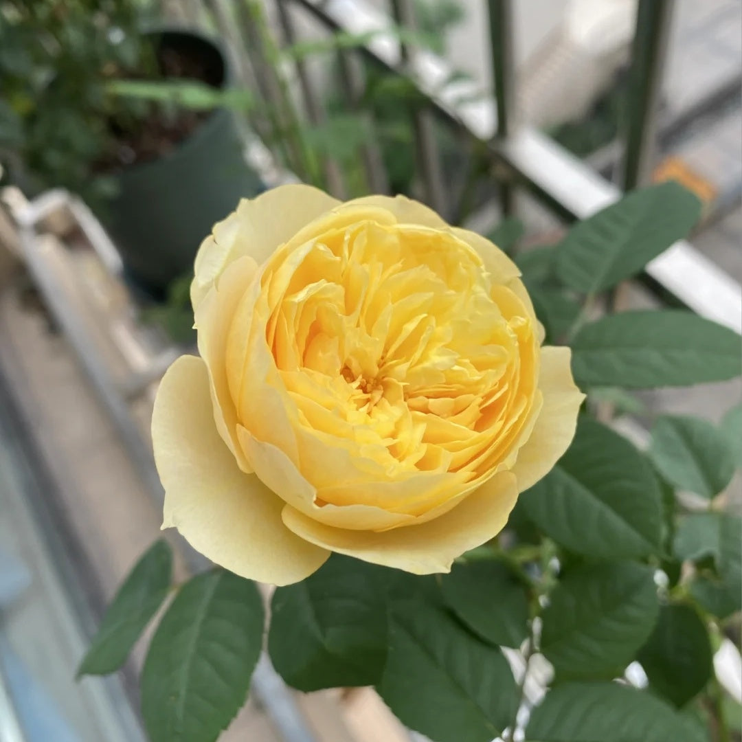 Que Jiu &quot;Yellow Juliet&quot; (Chinese Rose)