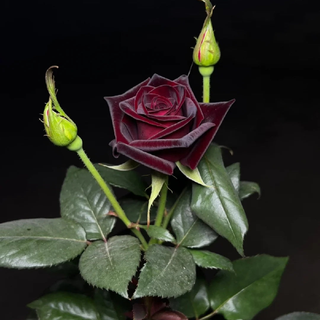 Black Baccara