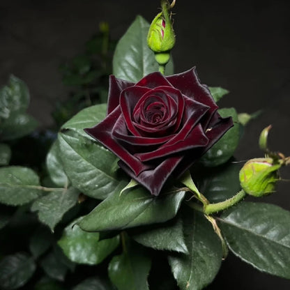 Black Baccara