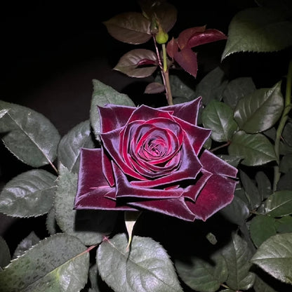Black Baccara