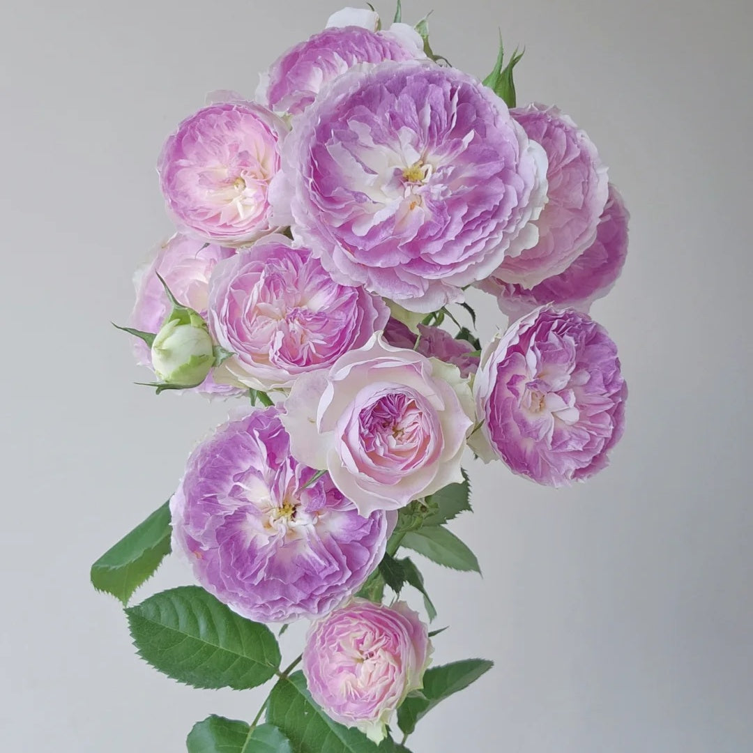 Blue Moon stone – Seaside Roses Nursery