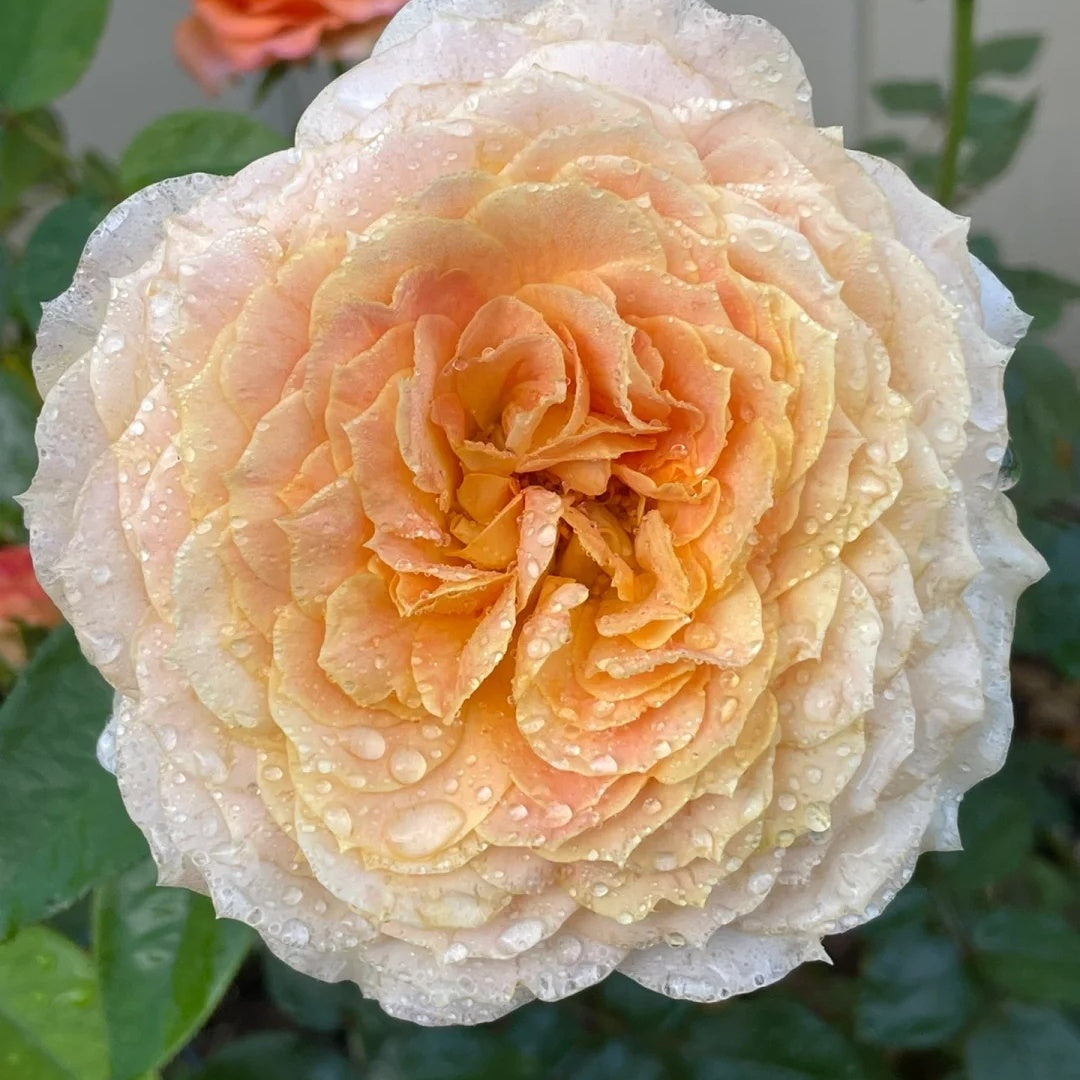 Caramel Antike – Seaside Roses Nursery