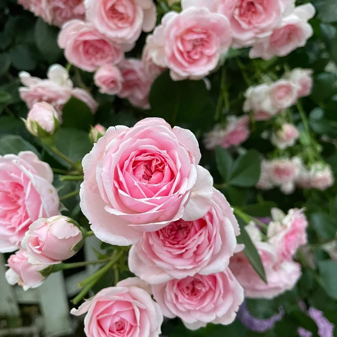 Cinderella Fairy Tale