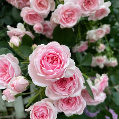 Cinderella Fairy Tale