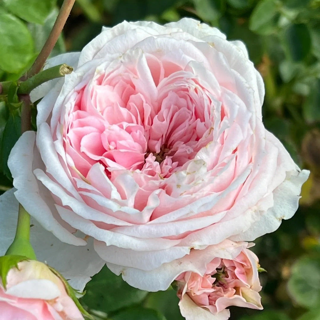 Cinderella Fairy Tale