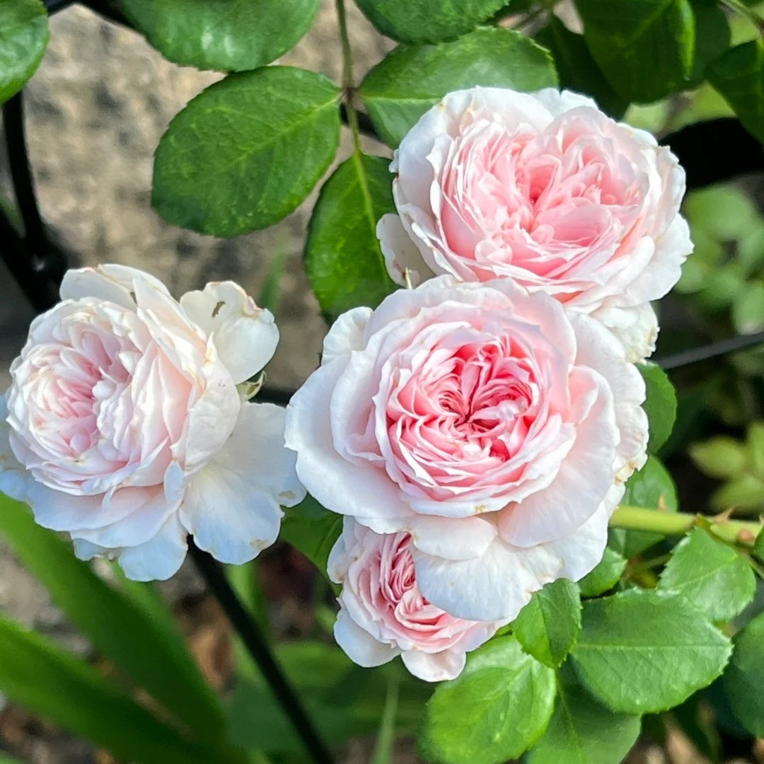 Cinderella Fairy Tale