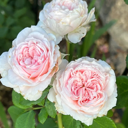 Cinderella Fairy Tale