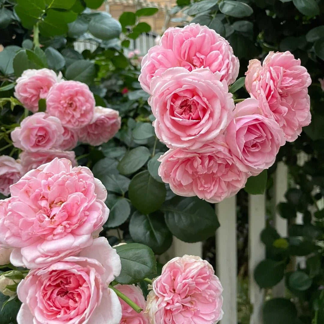 Cinderella Fairy Tale