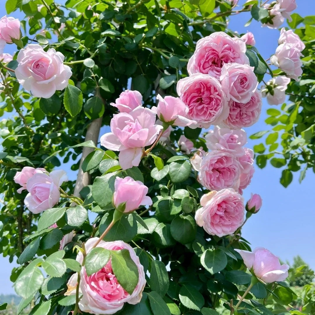 Cinderella Fairy Tale