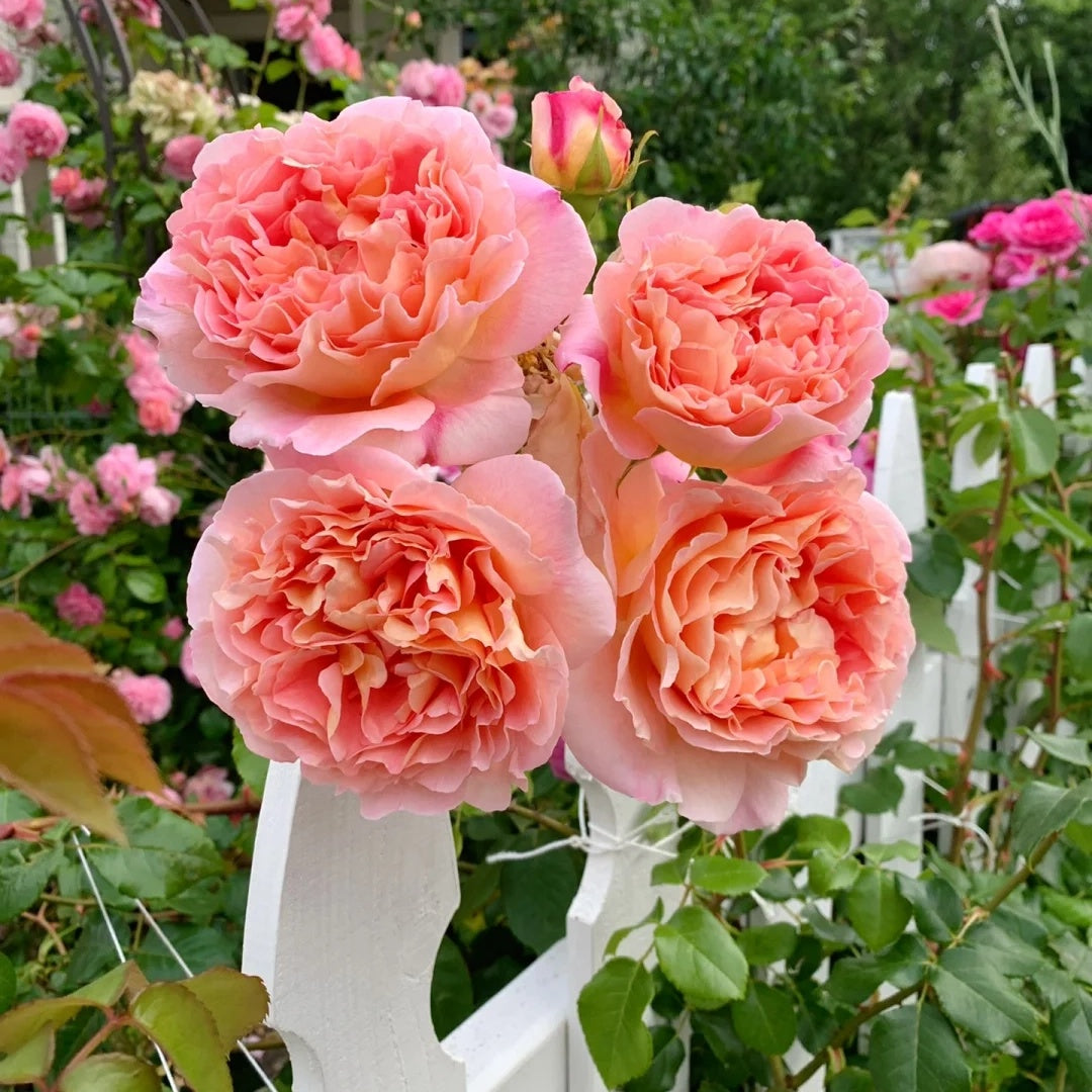 Container Friendly – Seaside Roses Nursery