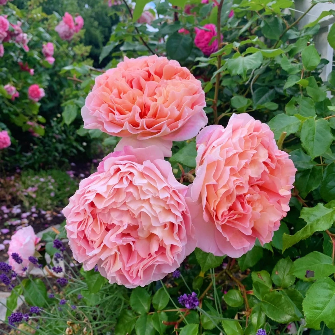 Container Friendly – Seaside Roses Nursery