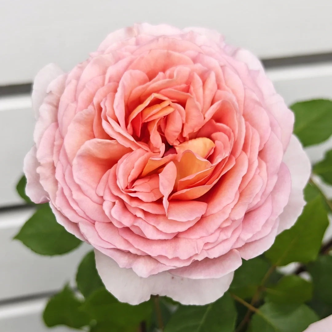 Abraham Darby