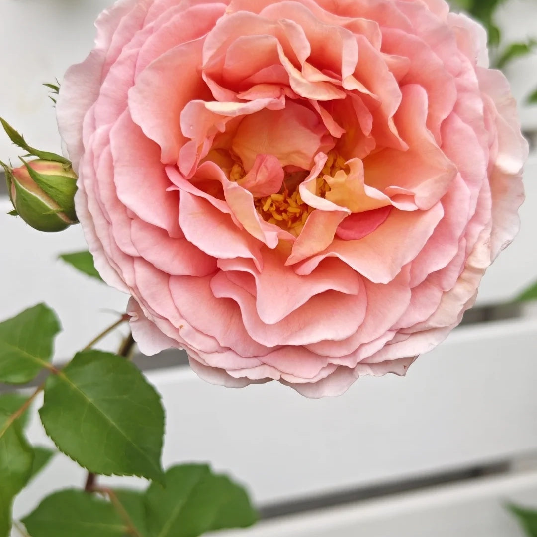 Abraham Darby