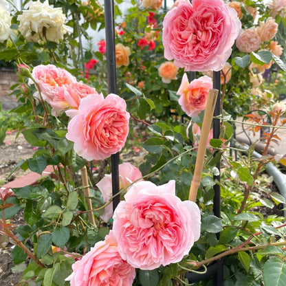 Abraham Darby