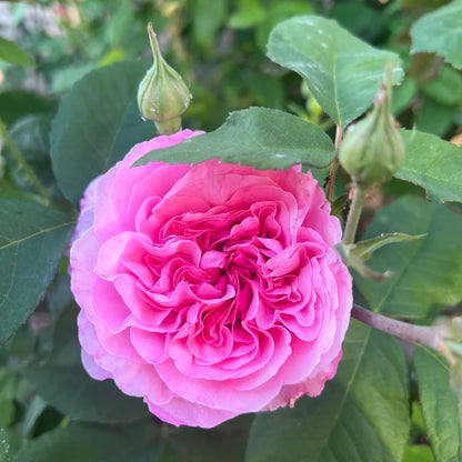 Gertrude Jekyll