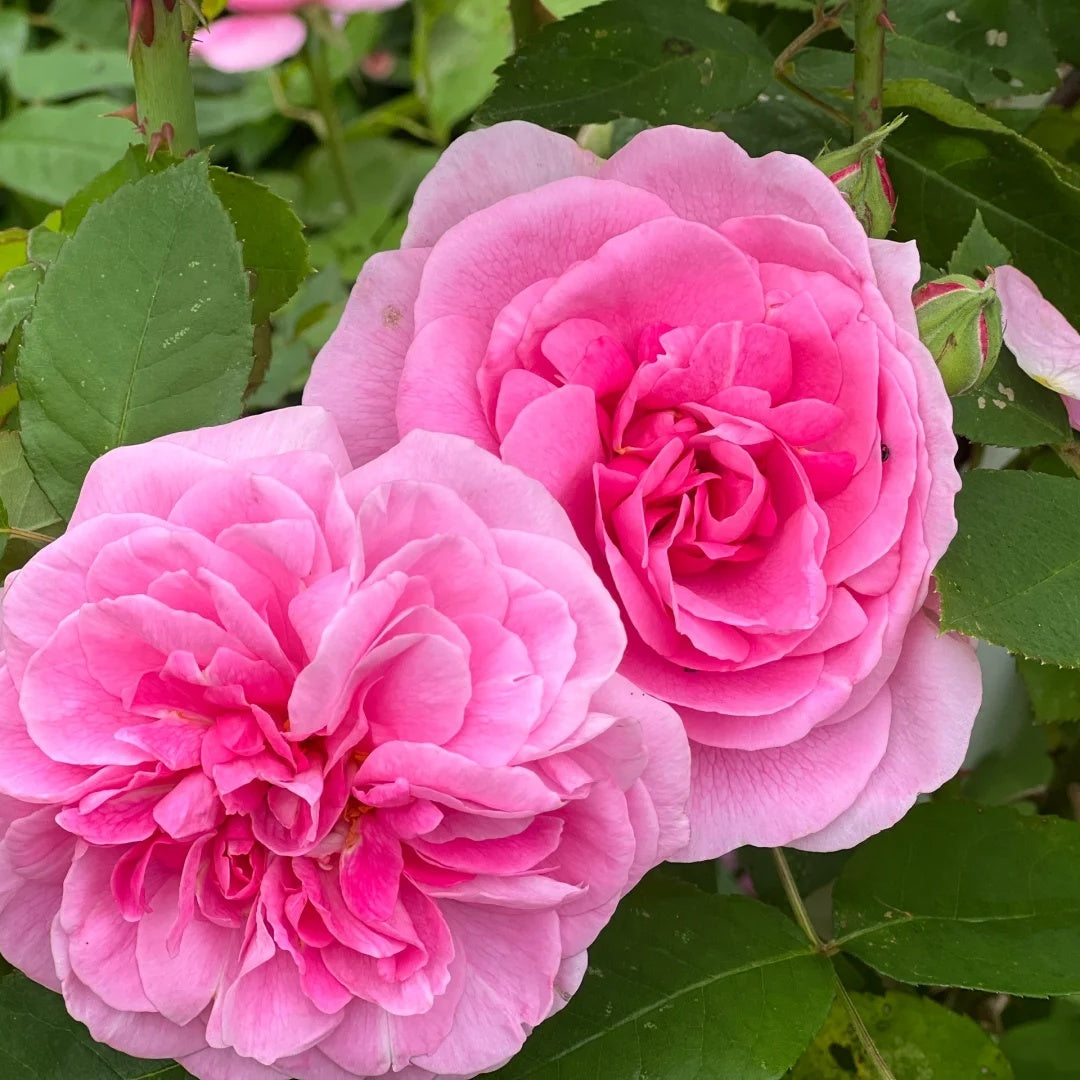 Gertrude Jekyll