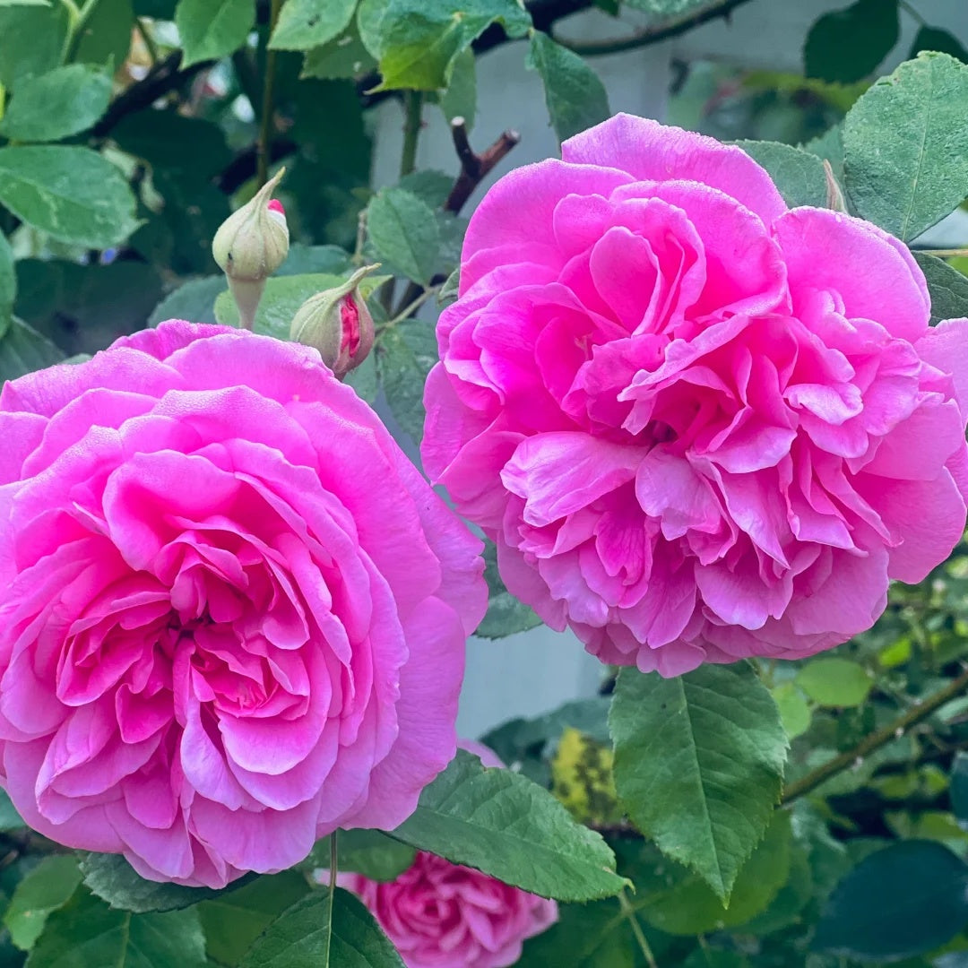 Gertrude Jekyll