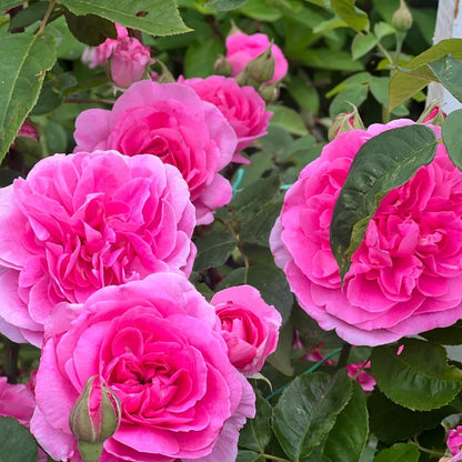 Gertrude Jekyll