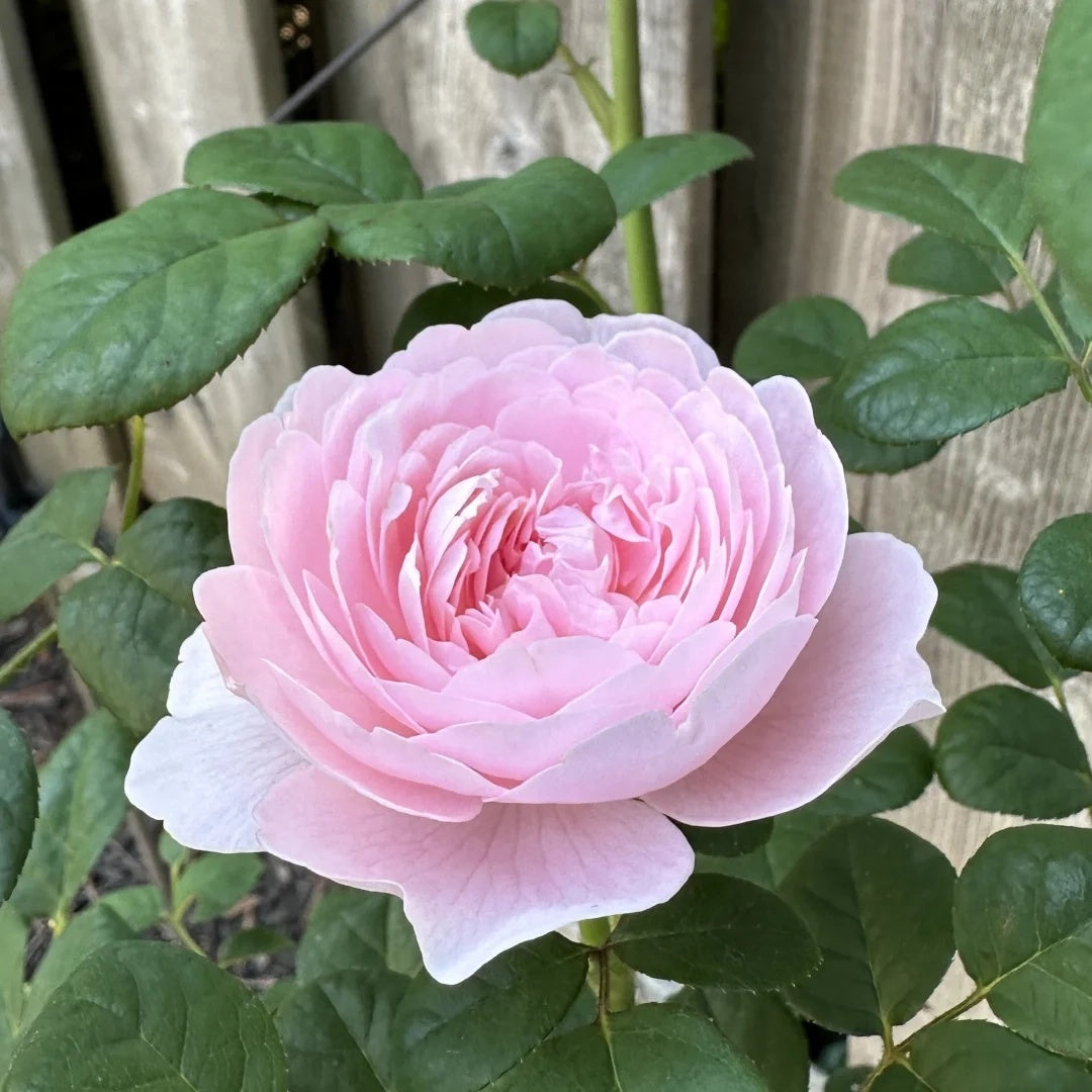Queen Of Sweden – Seaside Roses Nursery