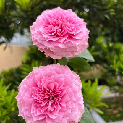 Forbidden Parfum (Japanese Rose)