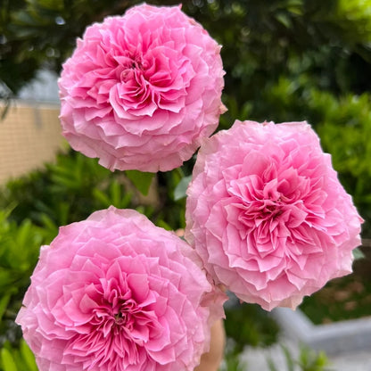 Forbidden Parfum (Japanese Rose)