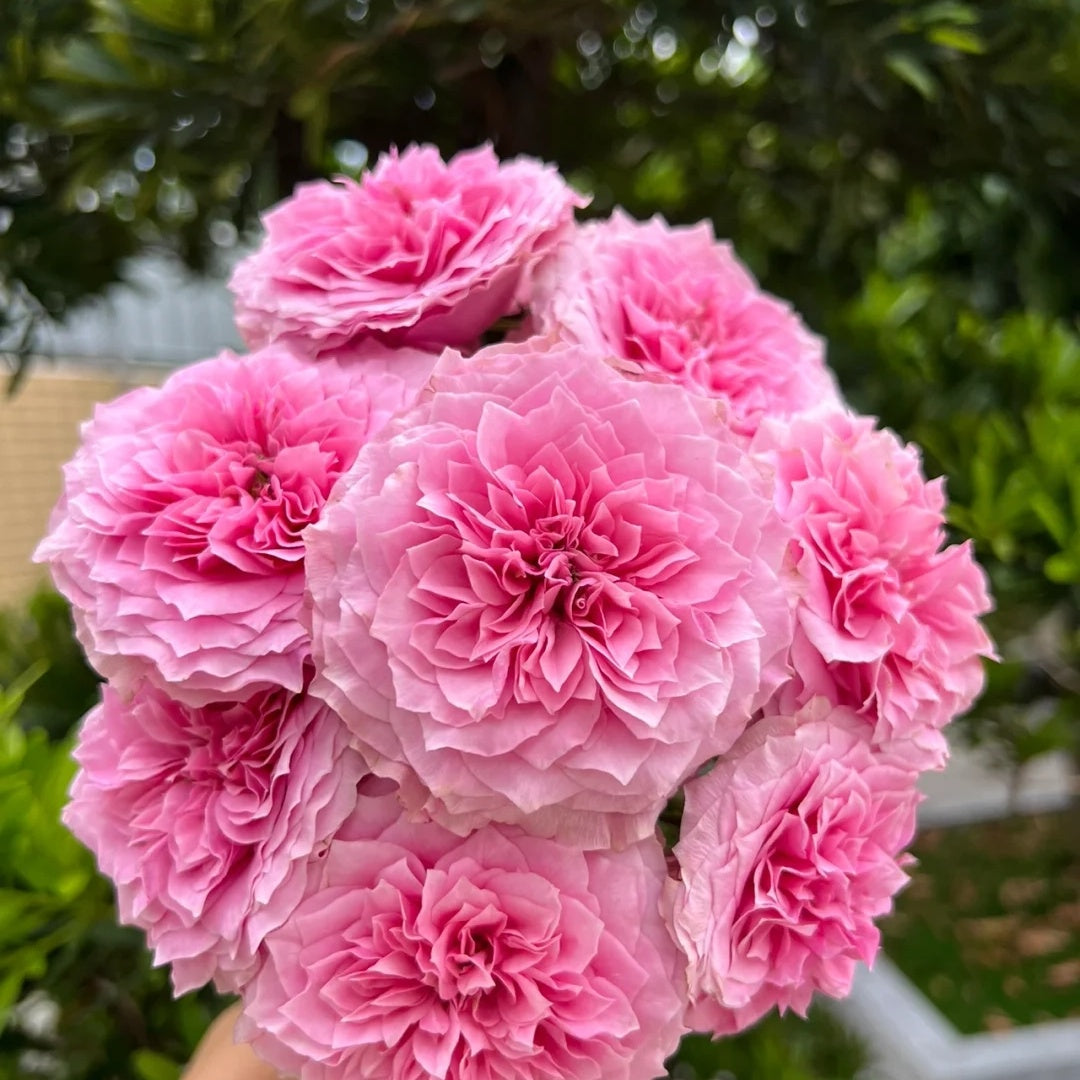 Forbidden Parfum (Japanese Rose)