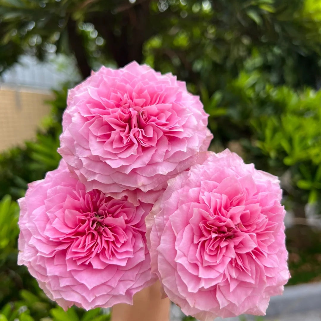 Forbidden Parfum (Japanese Rose)