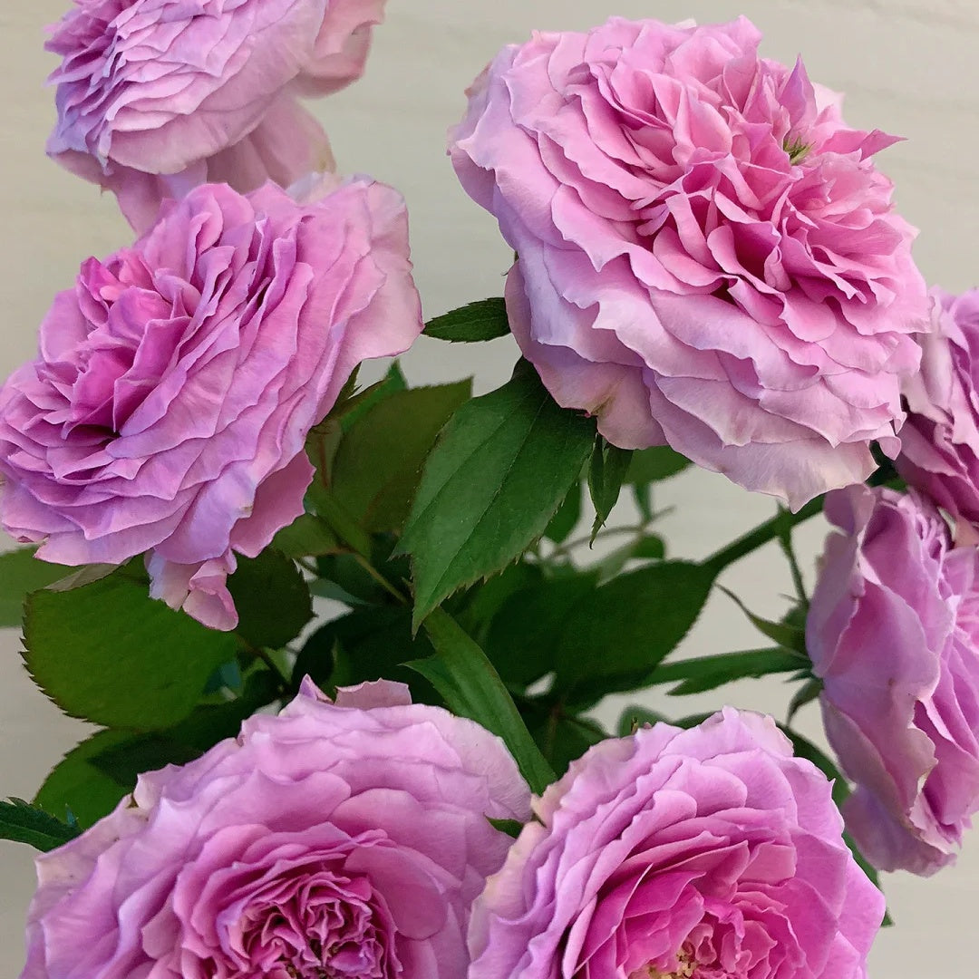 Forbidden Parfum (Japanese Rose)