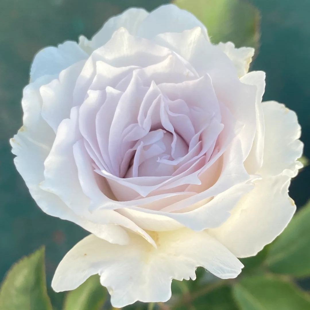 Gabriel (Japanese Rose)