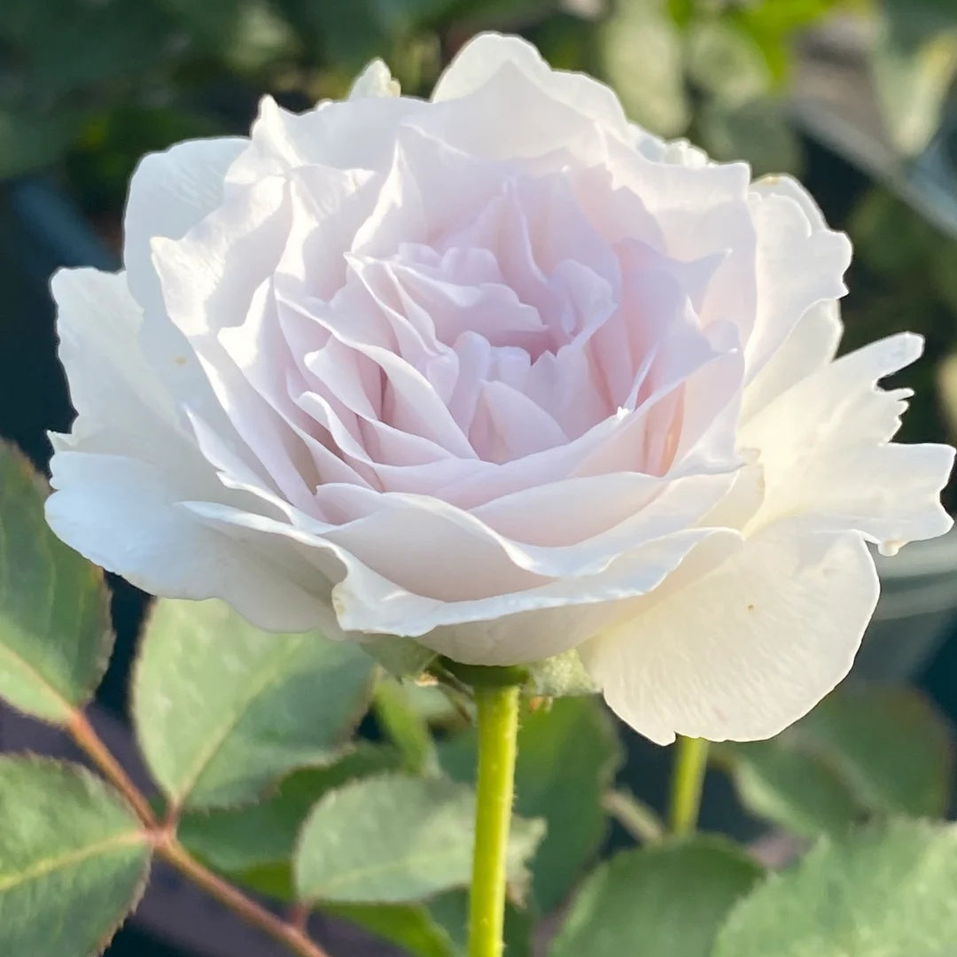 Gabriel (Japanese Rose)