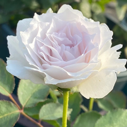 Gabriel (Japanese Rose)