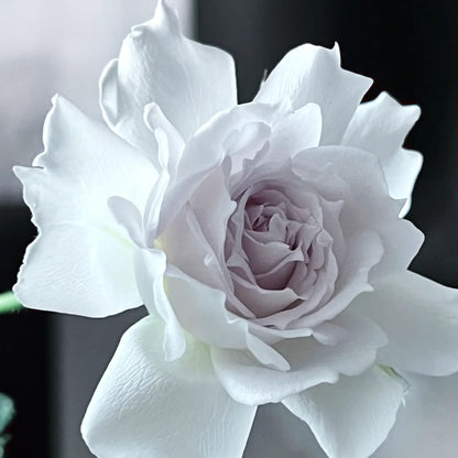 Gabriel (Japanese Rose)