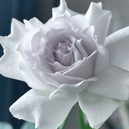 Gabriel (Japanese Rose)