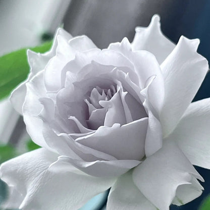 Gabriel (Japanese Rose)