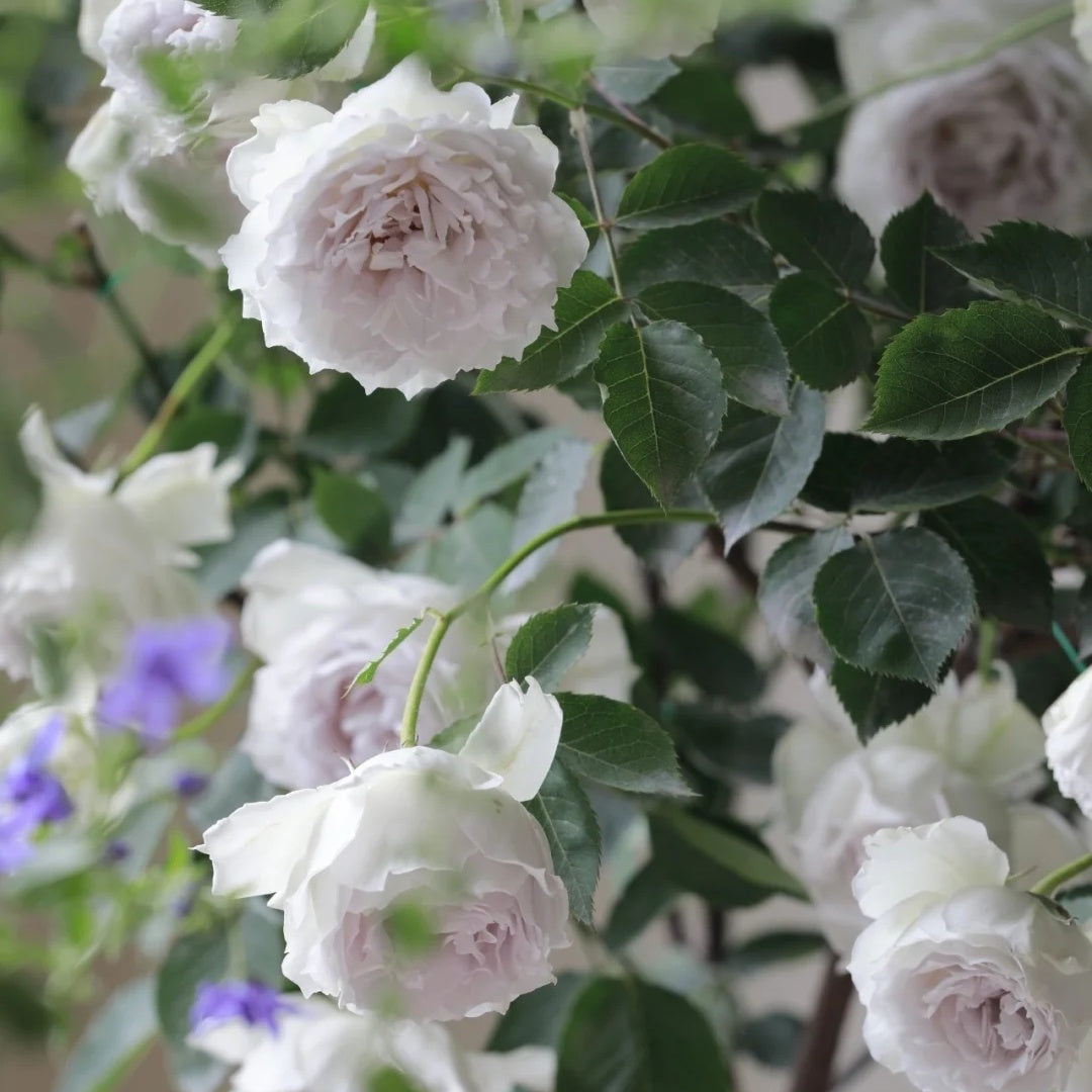 Gabriel (Japanese Rose)