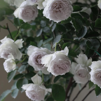 Gabriel (Japanese Rose)