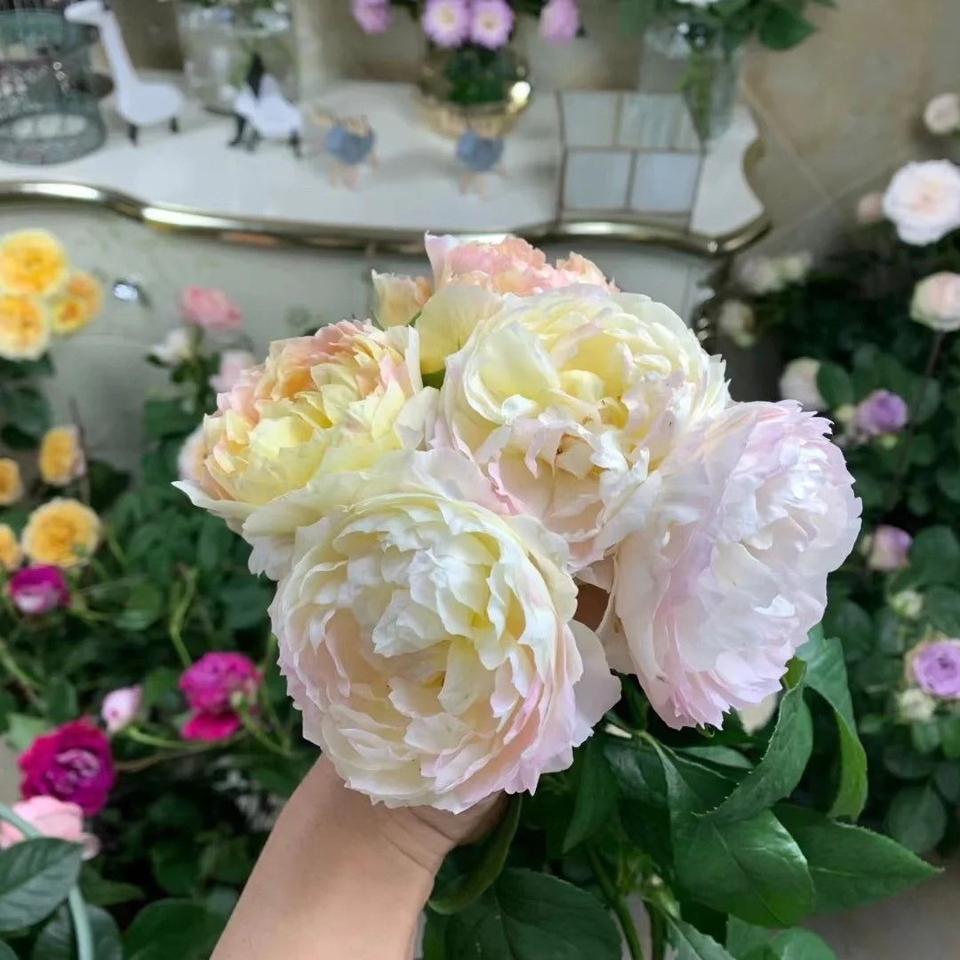 Huichun (Chinese Rose)