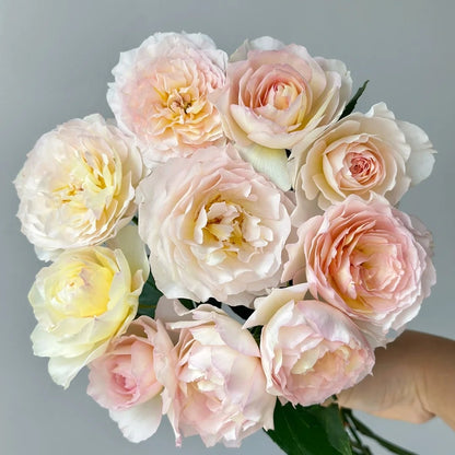 Huichun (Chinese Rose)