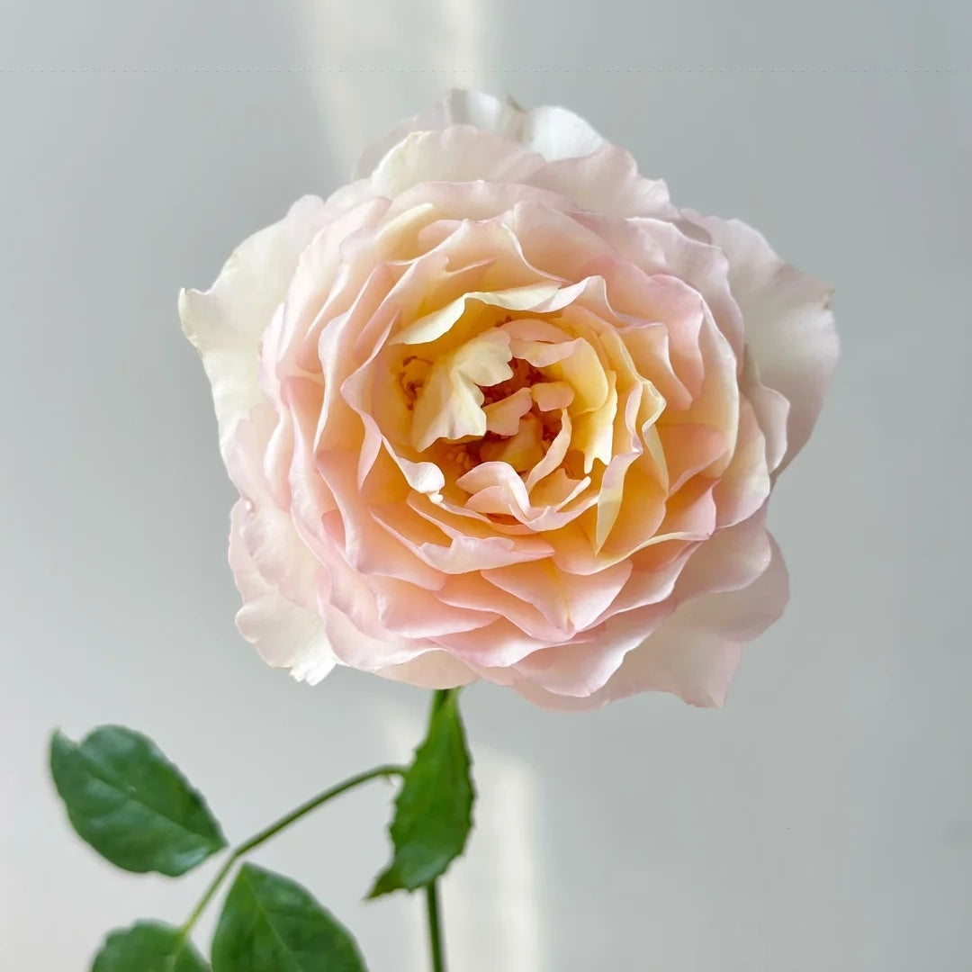 Huichun (Chinese Rose)